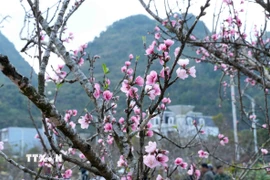 Nhộn nhịp chợ hoa Xuân nơi phố núi Lai Châu