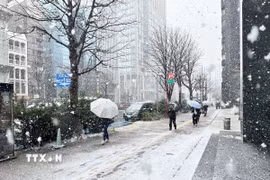 Tuyết rơi dày kèm gió mạnh trái mùa vào cuối tháng 3 tại Tokyo. (Ảnh: TTXVN phát)