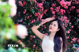 Sơn La: Hoa tường vi khoe sắc hồng rực rỡ thu hút các bạn trẻ check-in
