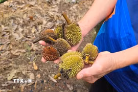Thời tiết cực đoan, nhiều vườn sầu riêng trên địa bàn tỉnh Gia Lai bị rụng quả non gây thiệt hại cho người trồng. (Ảnh: TTXVN phát)