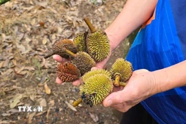 Thời tiết cực đoan, nhiều vườn sầu riêng trên địa bàn tỉnh Gia Lai bị rụng quả non gây thiệt hại cho người trồng. (Ảnh: TTXVN phát)