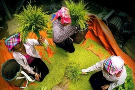 Cốm Tú Lệ có hương vị dẻo thơm thanh mát đặc trưng. (Nguồn: Internet)