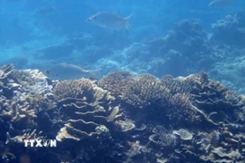 Bãi rạn san hô thuộc Khu bảo tồn biển Vườn quốc gia Núi Chúa (Ninh Hải, tỉnh Ninh Thuận). (Ảnh: TTXVN phát)