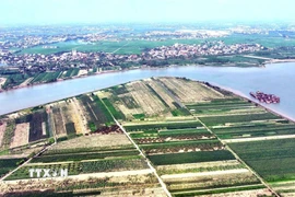 Vùng sản xuất nông nghiệp thuộc Hưng Yên. (Ảnh: Đinh Văn Nhiều/TTXVN)