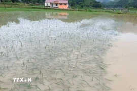 Mưa lớn gây ngập úng nhiều nơi. (ảnh: TTXVN phát)