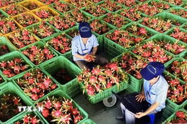 Sơ chế trái thanh long để đóng gói xuất khẩu tại Bình Thuận. (Ảnh: Hồng Nhung/ TTXVN)