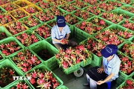 Sơ chế trái thanh long để đóng gói xuất khẩu. (Ảnh: Hồng Nhung/TTXVN)