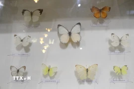 Độc đáo không gian trưng bày côn trùng, thực vật quý hiếm ở Đại học Đà Lạt