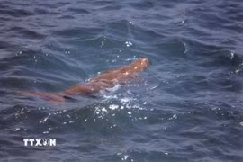 Bảo tồn quần thể Dugong tại vùng biển Côn Đảo