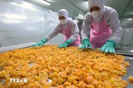 Chế biến nông sản xuất khẩu. (Ảnh: Vũ Sinh/TTXVN)