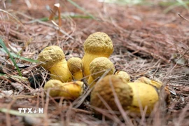 Một “ổ nấm” kaki ăn được, mọc dưới tán rừng thông Đà Lạt. (Ảnh: Nguyễn Dũng/TTXVN)
