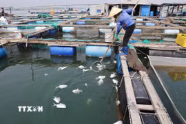 Người dân tại khu vực tiểu khu 3, sông Chà Và, xã Long Sơn thu gom cá chết vào trưa 29/12/2025. (Ảnh: Hoàng Nhị/TTXVN)
