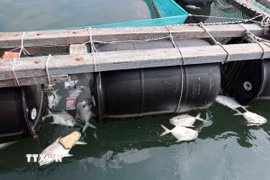 Cá chim trắng chết nổi trắng tại tiểu khu 3, sông Chà Và, xã Long Sơn, Thành phố Hồ Chí Minh. (Ảnh: Hoàng Nhị/TTXVN)