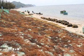 Người dân xã Vĩnh Hải, tỉnh Khánh Hòa phơi rong mơ ngay trên bãi biển để bán cho thương lái. (Ảnh: Nguyễn Thành/ TTXVN)