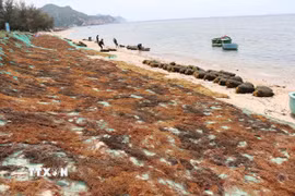 Người dân xã Vĩnh Hải, tỉnh Khánh Hòa phơi rong mơ ngay trên bãi biển để bán cho thương lái. (Ảnh: Nguyễn Thành/ TTXVN)