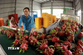 Quả thanh long đáp ứng yêu cầu thị trường trong nước và được xuất khẩu chính ngạch sang thị trường Trung Quốc. (Ảnh: Vũ Sinh/TTXVN)