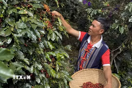 Càphê Aribica được tuyển chọn, chỉ thu hái những quả chín đỏ nhằm nâng cao chất lượng cho sản phẩm càphê. (Ảnh: Nguyễn Dũng/TTXVN)