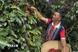 Càphê Aribica được tuyển chọn, chỉ thu hái những quả chín đỏ nhằm nâng cao chất lượng cho sản phẩm càphê. (Ảnh: Nguyễn Dũng/TTXVN)