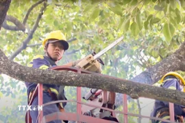Nhân viên Công ty TNHH MTV Công viên cây xanh Thành phố Hồ Chí Minh thực hiện cắt tỉa cây. (Ảnh: TTXVN phát.)