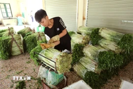 Đóng gói rau cần trước khi cung ứng ra thị trường. (Ảnh: Danh Lam/TTXVN).