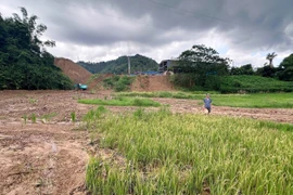 Cánh đồng lúa của một số hộ dân ở thôn Nam Hà, xã Cẩm Giàng (Thái Nguyên) bị đất đá từ Nhà máy gạch Tuynel đổ xuống, vùi lấp. (Ảnh: Hoàng Nguyên/TTXVN) 