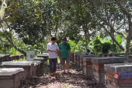 Đồng Nai: Người nông dân đưa mật ong Việt Nam ra thế giới