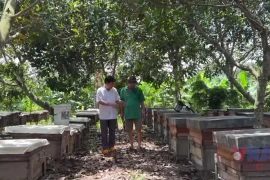 Đồng Nai: Người nông dân đưa mật ong Việt Nam ra thế giới