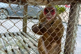 Khỉ mặt đỏ là động vật nguy cấp, quý, hiếm thuộc nhóm IIB, có tên trong Sách đỏ Việt Nam và được thống kê trong Sách đỏ của Liên minh quốc tế Bảo tồn thiên nhiên và tài nguyên thiên nhiên (IUCN) 1997. (Ảnh: TTXVN phát)