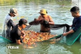 Giá cá chép năm nay được các thương lái thu mua dao động từ 60.000 đến 80.000 đồng/kg. (Ảnh: Lê Xuân/TTXVN)