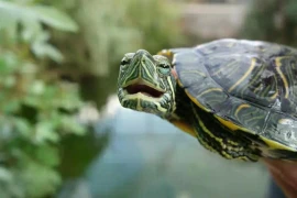 Rùa tai đỏ - rùa ao. (Nguồn: Đại học Tel Aviv)