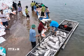 Nhiều hộ nuôi cá trên hồ Trị An mất trắng do cá chết. (Ảnh: Lê Xuân/TTXVN)