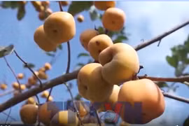 Khám phá mùa hồng chín trên cao nguyên Mộc Châu