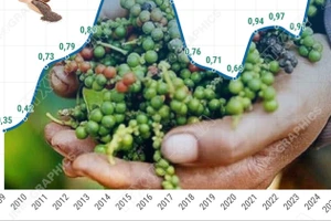 Xuất khẩu hồ tiêu đến giữa tháng 10 đã vượt qua mức của cả năm 2024 