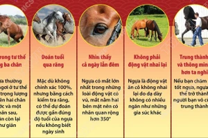 Những điều thú vị về loài ngựa