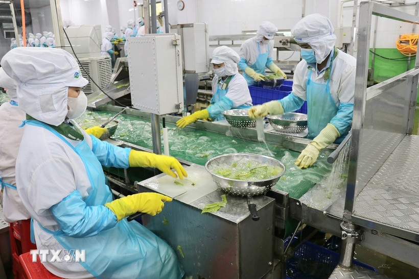 Sản xuất nha đam tại Công ty Cổ phần thực phẩm Cánh Đồng Việt-VietFarm (Khu công nghiệp Thành Hải, thành phố Phan Rang-Tháp Chàm). (Ảnh: Nguyễn Thành/TTXVN)