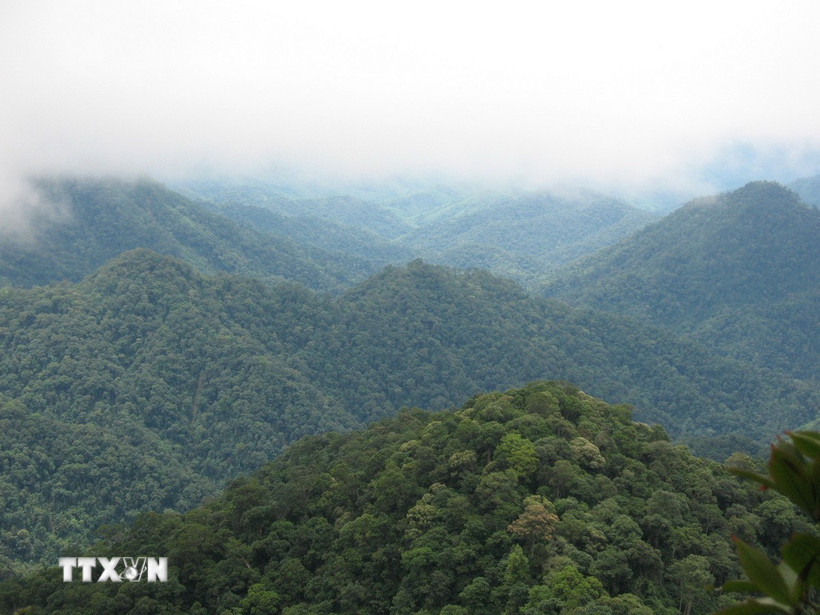 Một góc Vườn Quốc gia Xuân Liên. (Ảnh: TTXVN phát)
