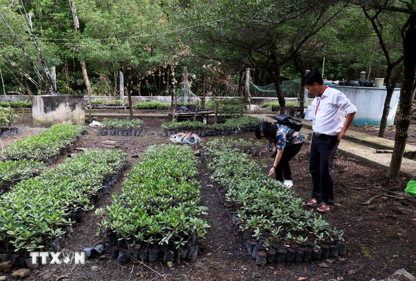 Vườn ươm các giống cây trồng thuộc hệ sinh thái rừng ngập mặn Cần Giờ trong khuôn viên Ban quản lý rừng phòng hộ Cần Giờ. (Ảnh: Hồng Đạt/TTXVN)