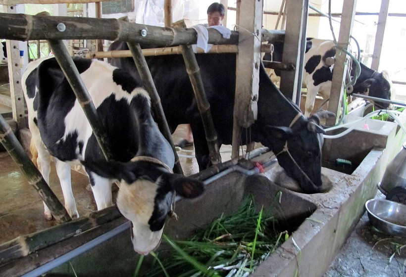 Phát triển nuôi bò sữa, một trong những dự án do Canada hỗ trợ đem lại hiệu quả cho người dân nông thôn tại Sóc Trăng. (Ảnh (tư liệu): Trung Hiếu/TTXVN)