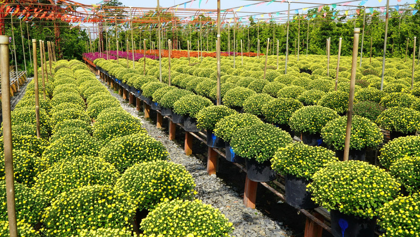 Nông dân Sa Đéc trồng các loại hoa cúc trên giàn và phát triển rất tốt. (Ảnh: Nhựt An/TTXVN)