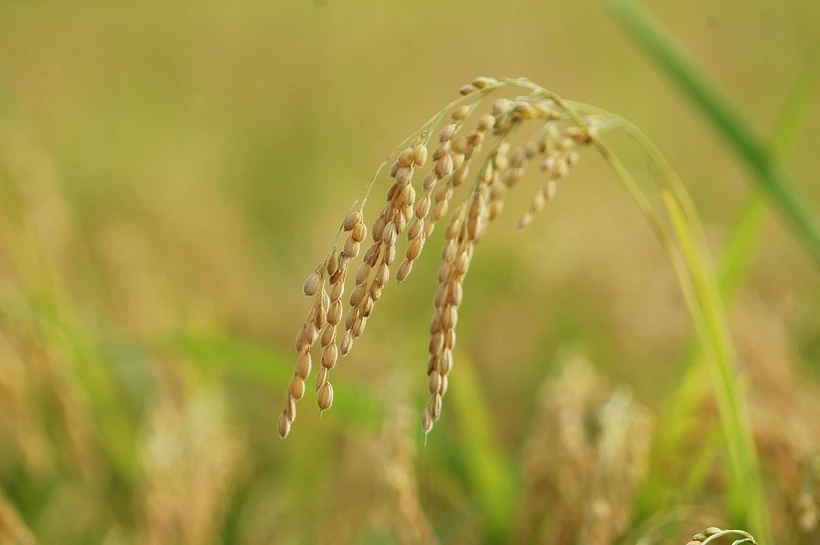 Một giống lúa của Trung Quốc. (Nguồn: Wikipedia)