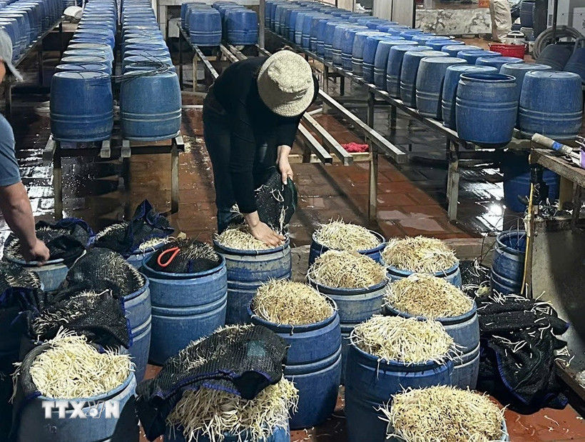 Sản xuất giá đỗ. (Ảnh TTXVN phát)