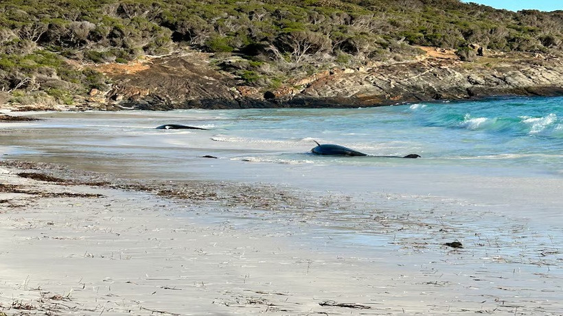 Phát hiện nhiều cá thể cá ông chuông mắc cạn ở bờ biển Australia