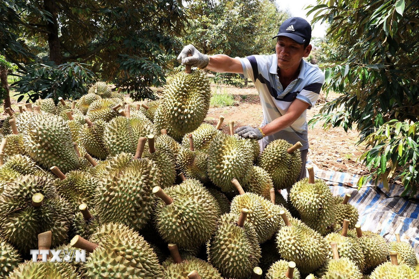 Sầu riêng thu hoạch tại vườn. (Ảnh: Hồng Đạt/TTXVN)