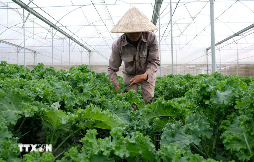 Nhiều loại rau xanh và củ quả tại Đà Lạt cũng như vùng phụ cận tăng giá mạnh do thiếu hụt nguồn cung sau các đợt mưa liên tiếp gây ngập những ngày gần đây. (Ảnh: Nguyễn Dũng/TTXVN)