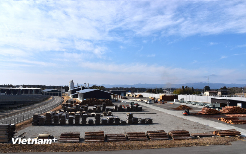 Toàn cảnh Trung tâm sản xuất gỗ dán tiên tiến FLAM. (Ảnh: Nguyễn Tuyến/Vietnam+)