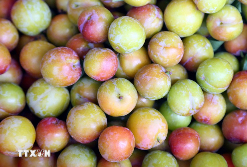 Mận tam hoa ở xã Chiềng Cọ, thành phố Sơn La quả to, ngon, giòn hơn, được thị trường ưa chuộng. (Ảnh: Quang Quyết/TTXVN)