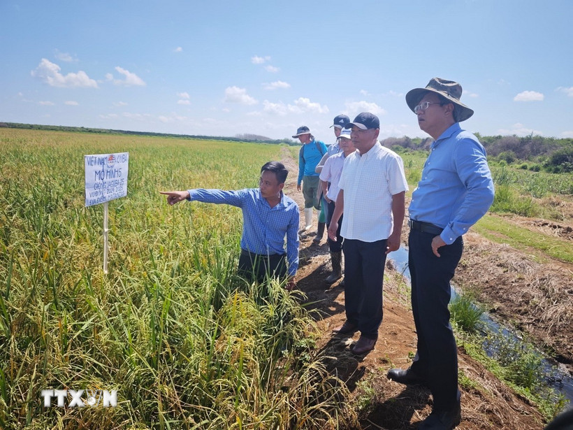 Trong chuyến thăm làm việc tại tỉnh Matanzas, Đại sứ Việt Nam tại Cuba Lê Quang Long đã đến thăm Dự án Hợp tác Việt Nam - Cuba Phát triển Sản xuất Lúa gạo ở huyện Calimete. (Ảnh: Mai Phương/TXVN)