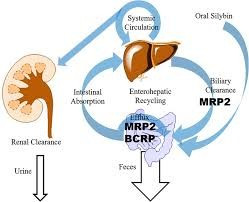 Ảnh minh họa. (Nguồn: Research Gate)