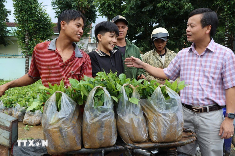 Số cây giống được tiếp nhận tại Đại hội. (Ảnh: Cao Nguyên/TTXVN)