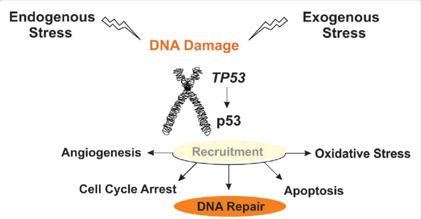 (Nguồn: news-medical.net)